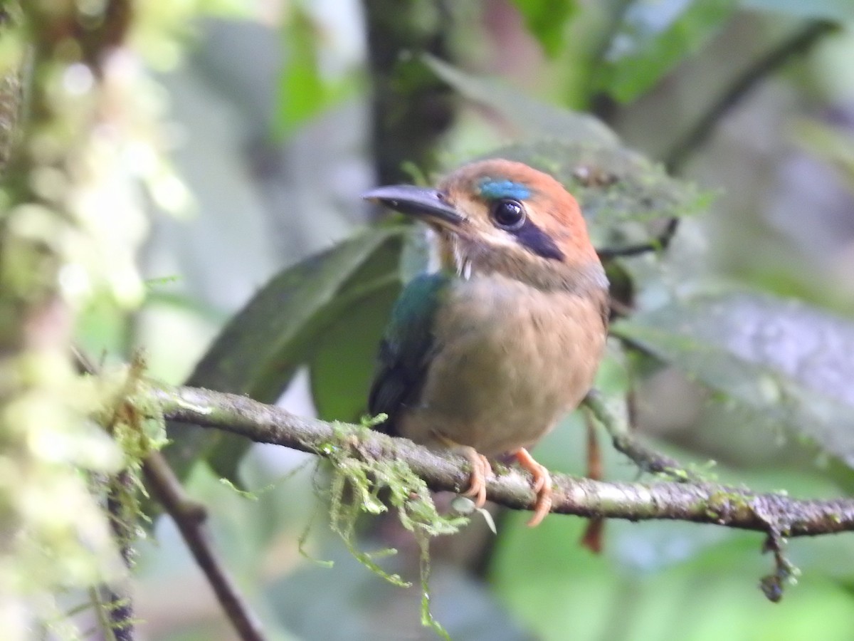 Tody Motmot - ML637962477