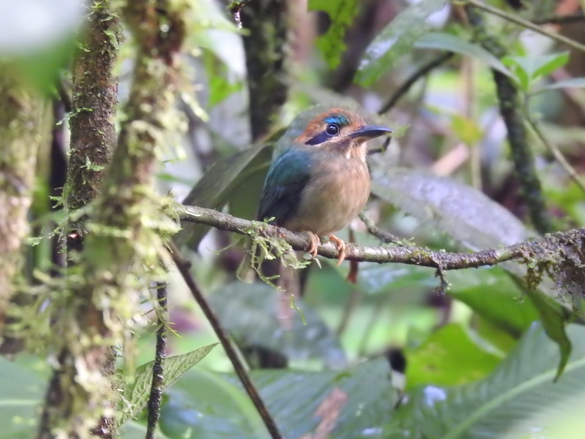 Tody Motmot - ML637962478