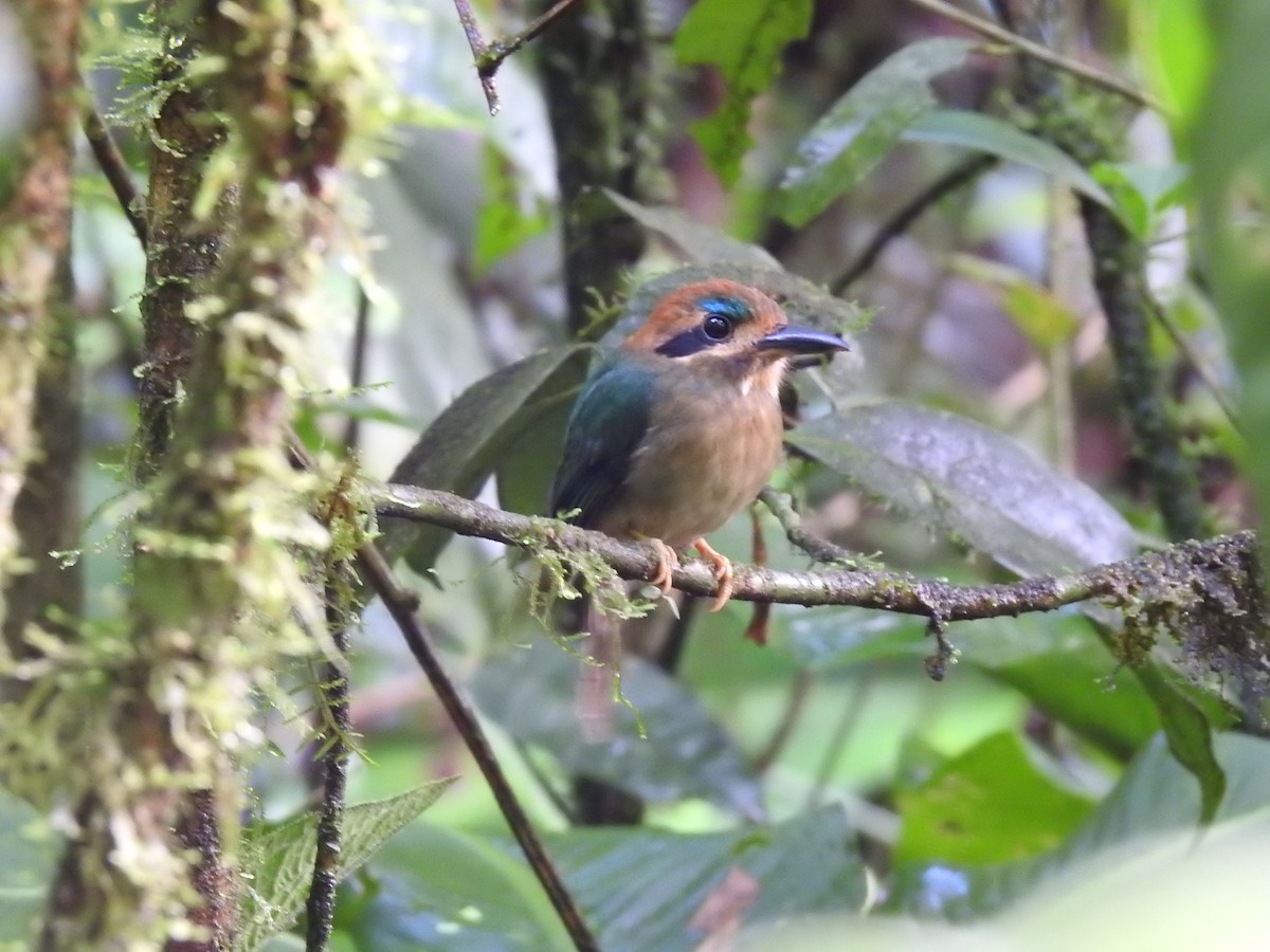 Tody Motmot - ML637962480