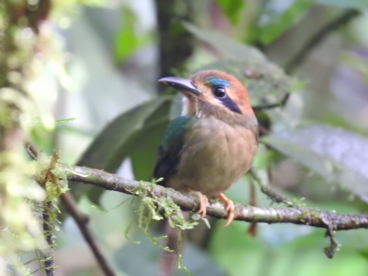 Tody Motmot - ML637962481