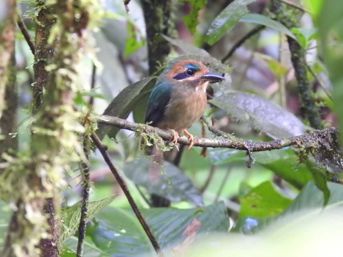 Tody Motmot - ML637962482