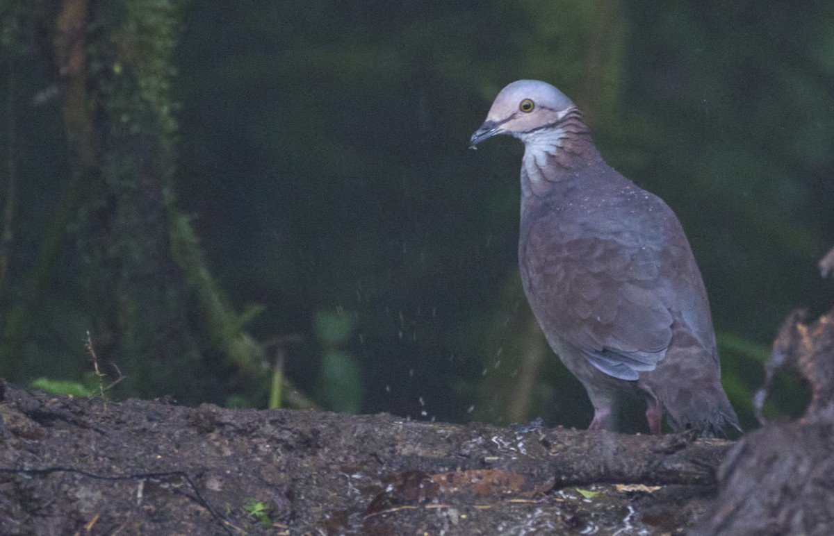 White-throated Quail-Dove - ML637962485
