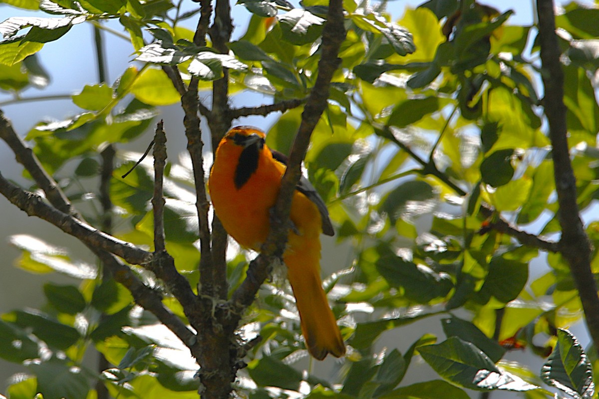 Bullock's Oriole - ML637962489