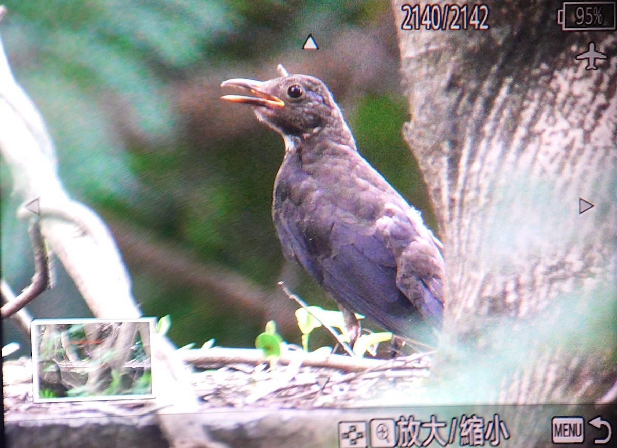Chinese Blackbird - ML637962494