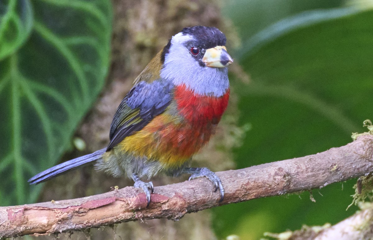 Toucan Barbet - ML637962497