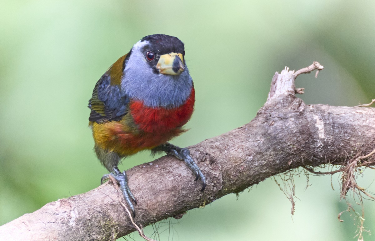 Toucan Barbet - ML637962498