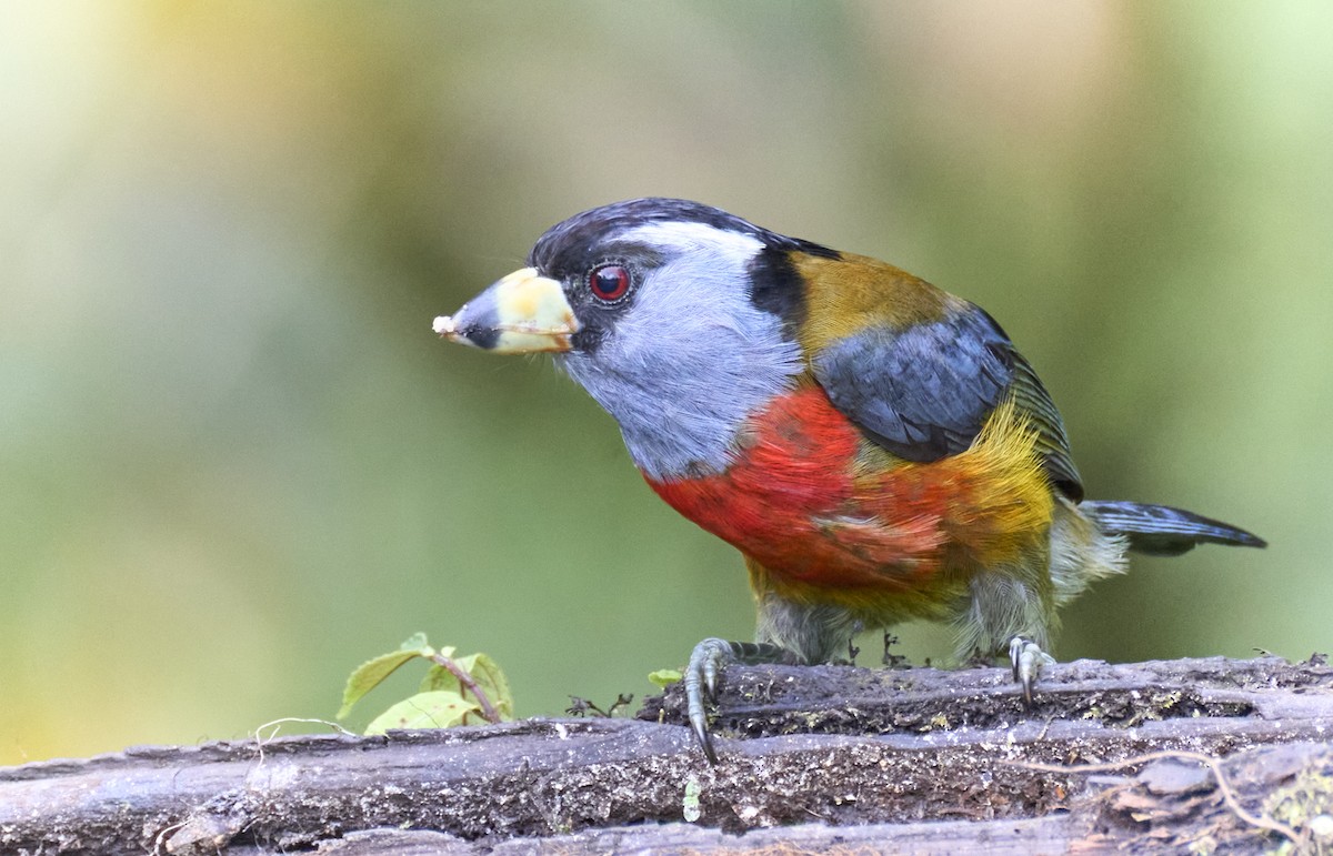 Toucan Barbet - ML637962499