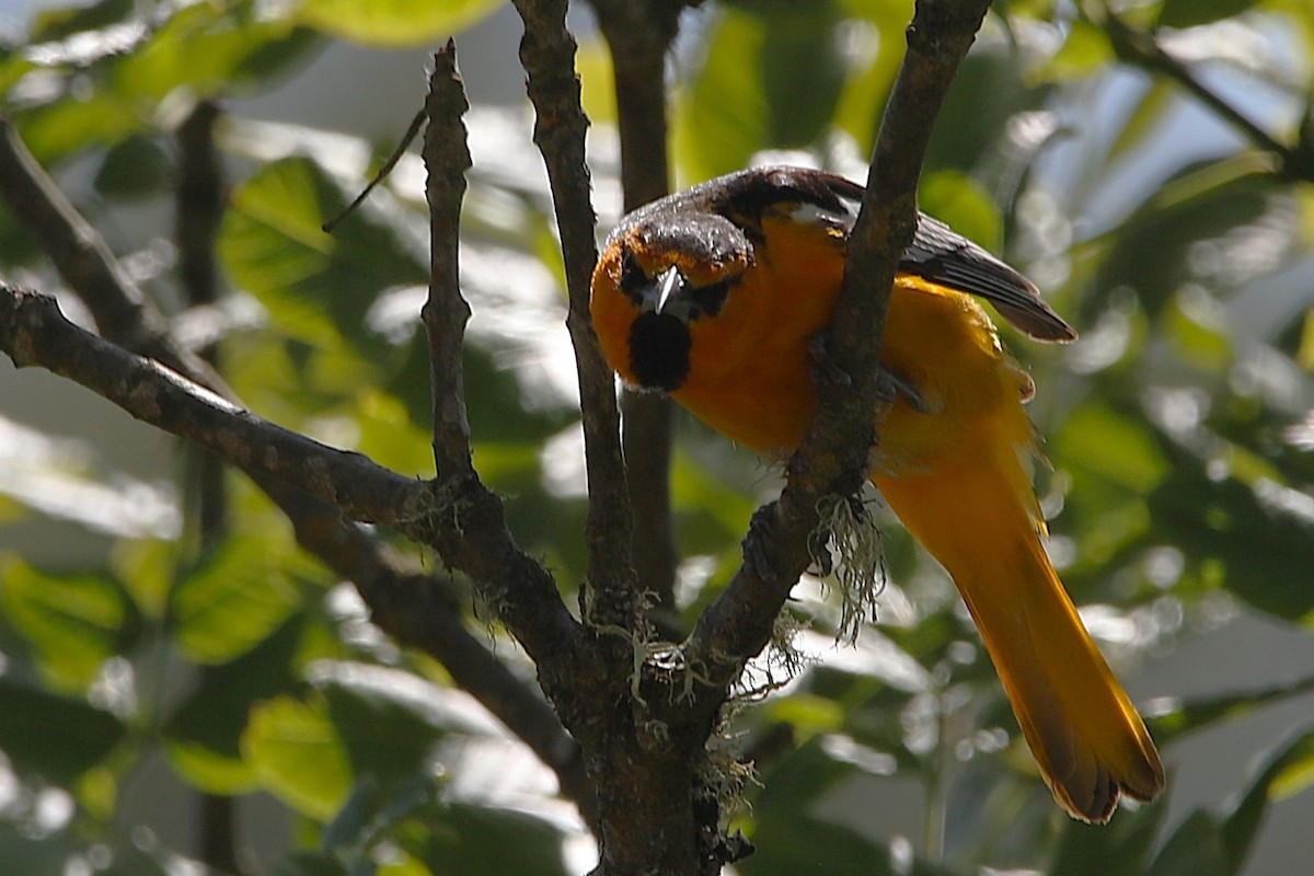 Bullock's Oriole - ML637962501
