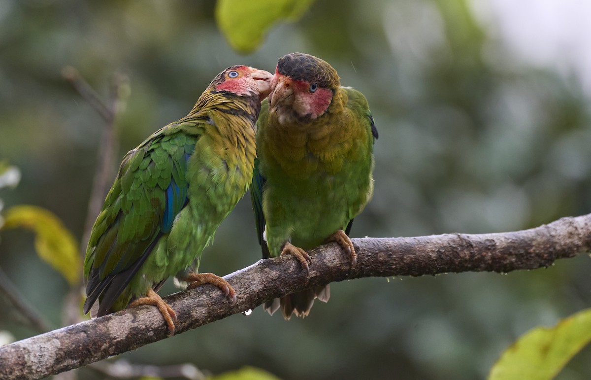 Rose-faced Parrot - ML637962502