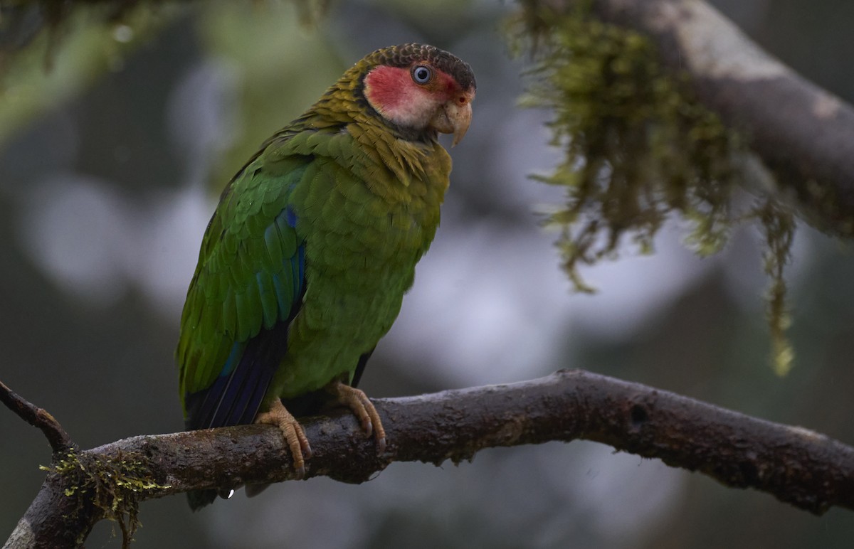 Rose-faced Parrot - ML637962503