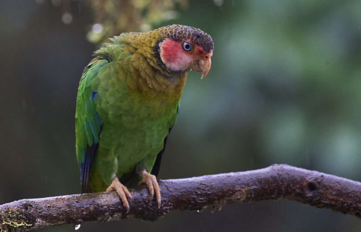 Rose-faced Parrot - ML637962504