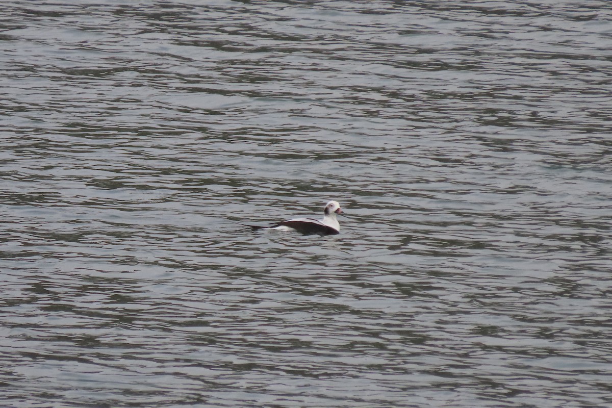 Long-tailed Duck - ML637962506