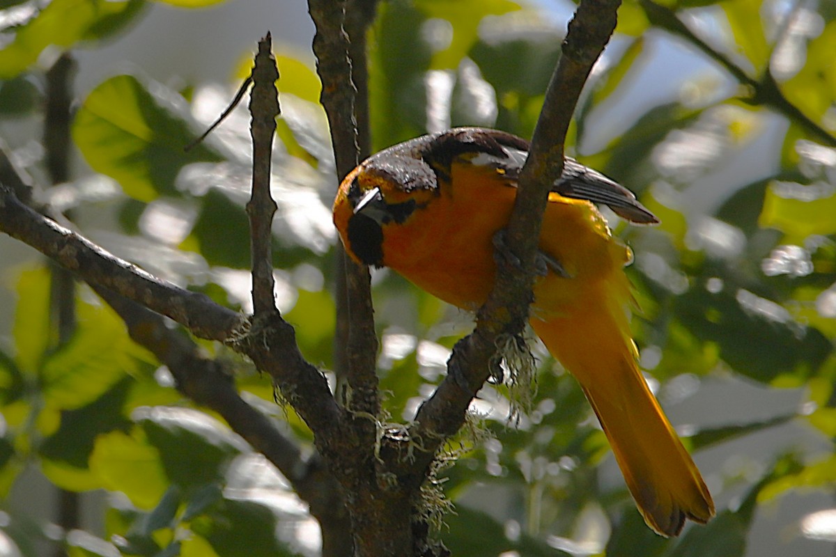 Bullock's Oriole - ML637962521