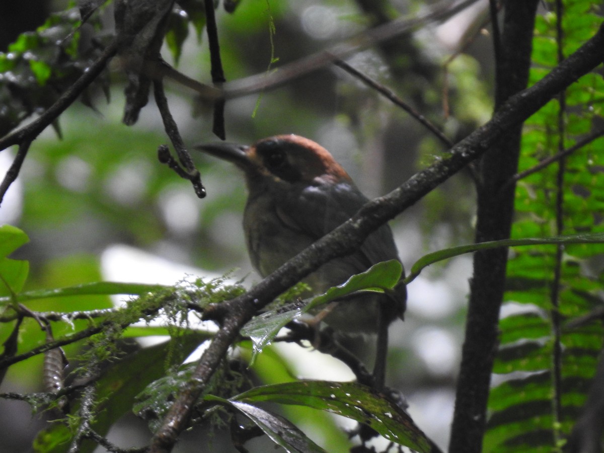 dvergmotmot - ML637962544