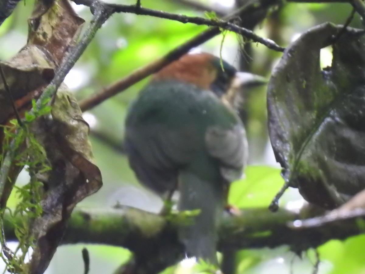 dvergmotmot - ML637962545