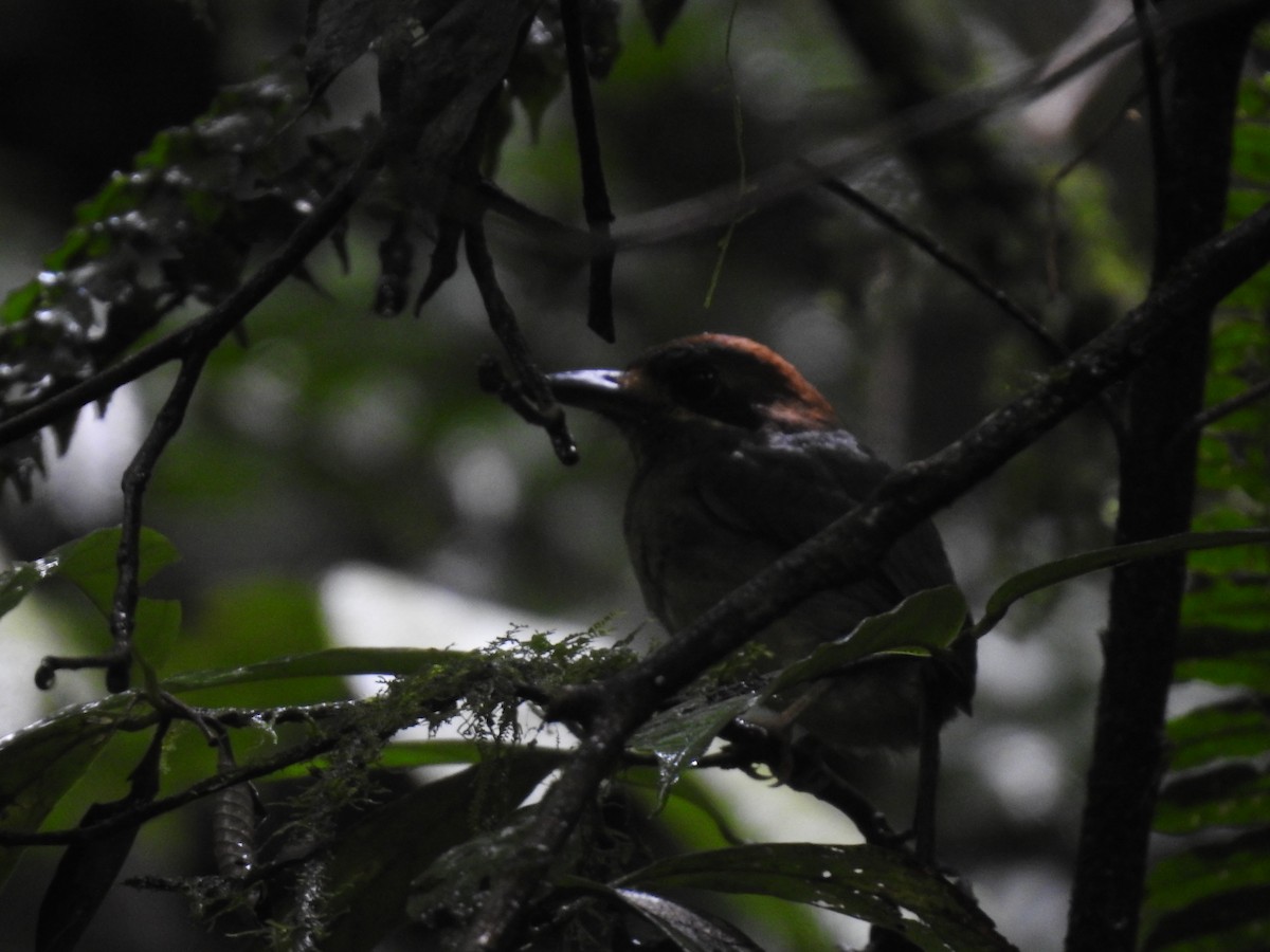 dvergmotmot - ML637962546
