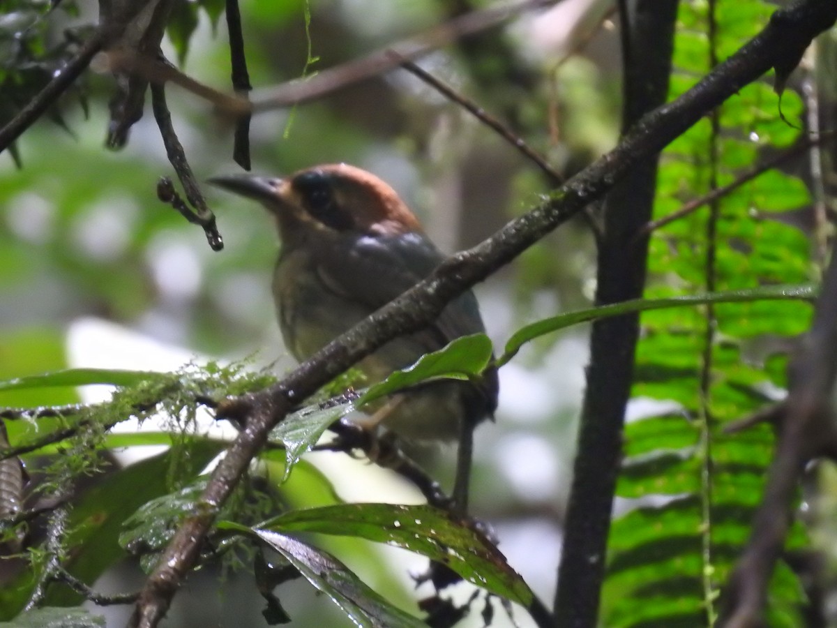 dvergmotmot - ML637962548