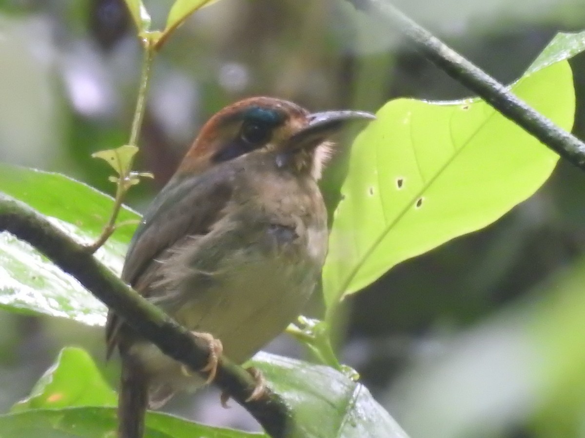 dvergmotmot - ML637962549