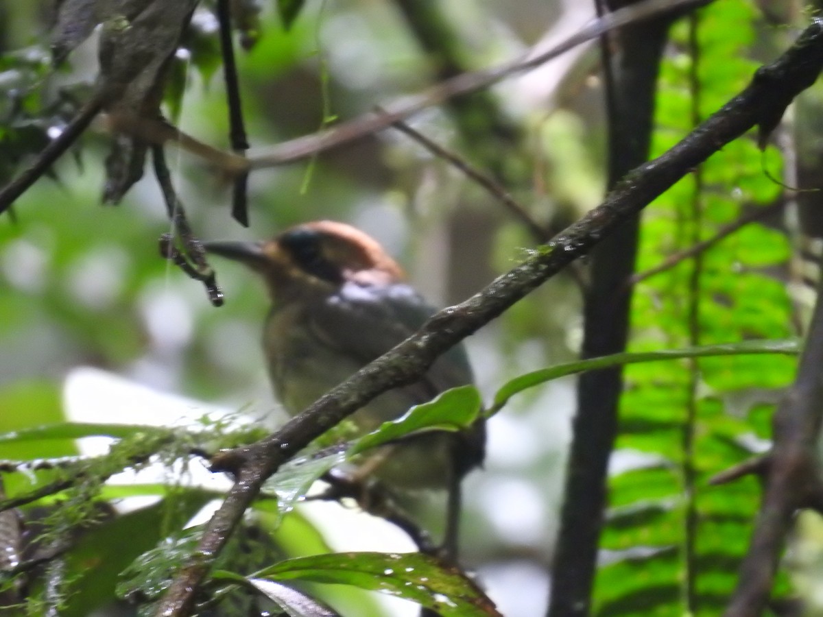 dvergmotmot - ML637962550