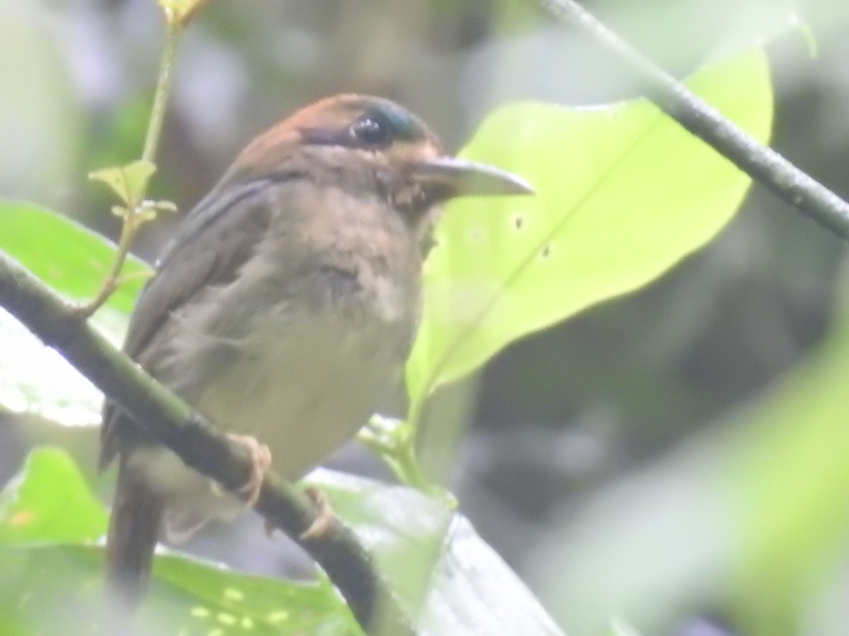 dvergmotmot - ML637962551