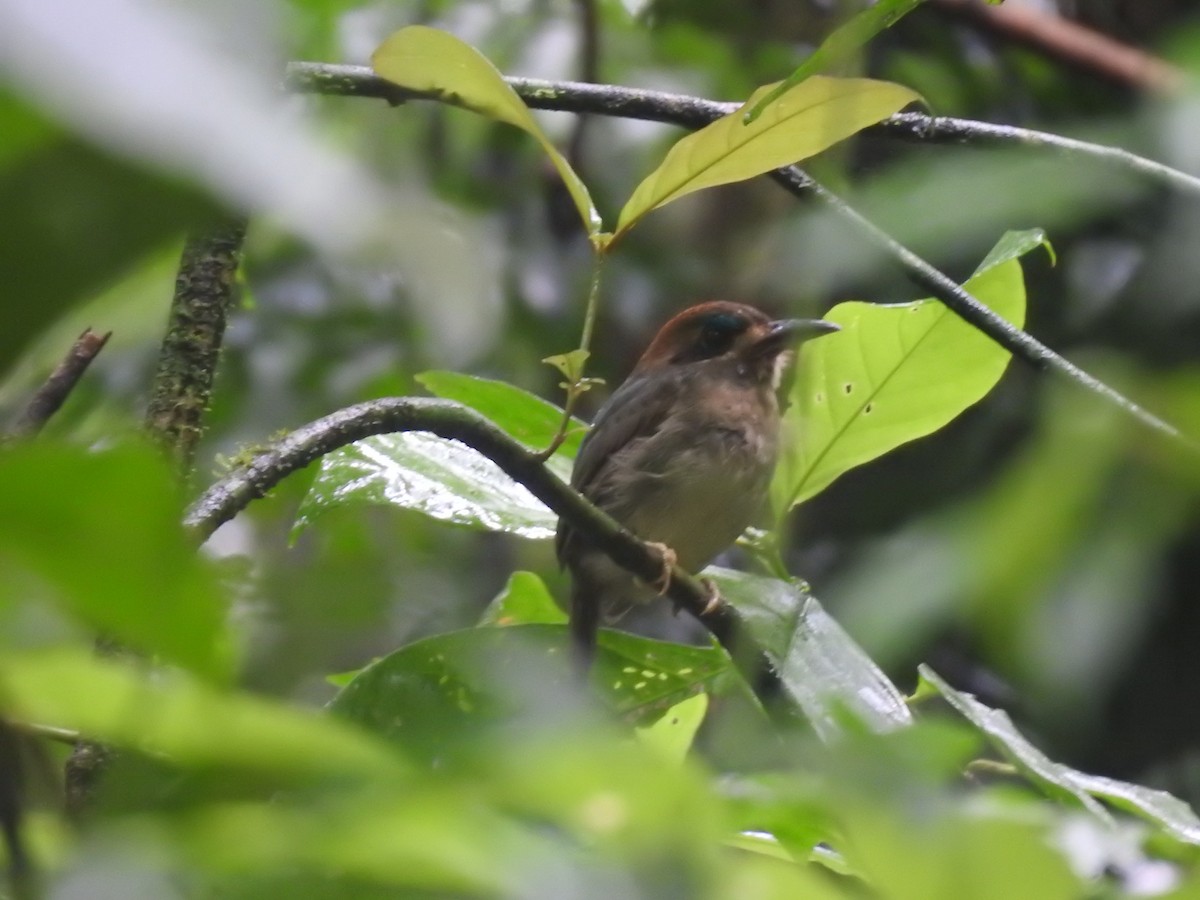 dvergmotmot - ML637962552