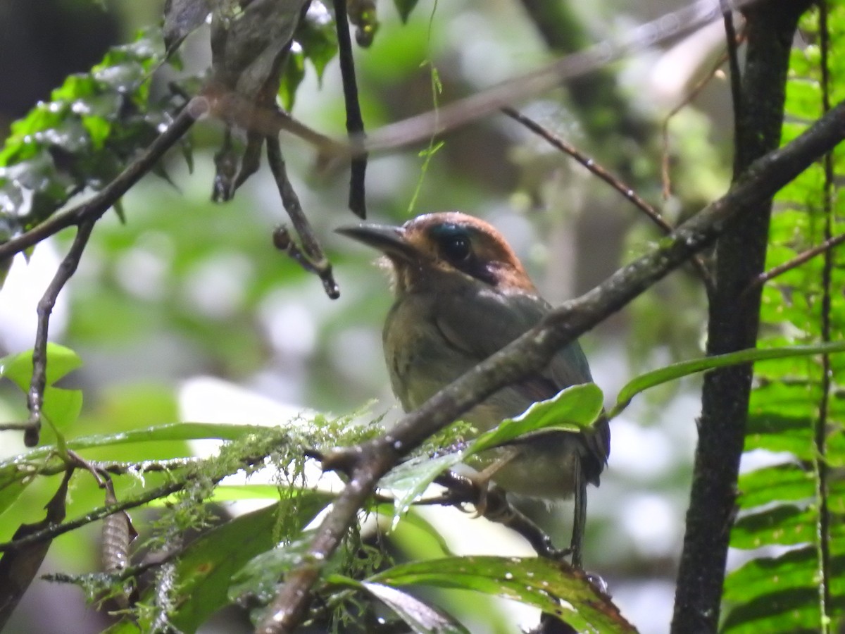 dvergmotmot - ML637962553
