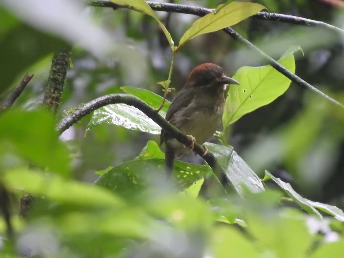 dvergmotmot - ML637962554