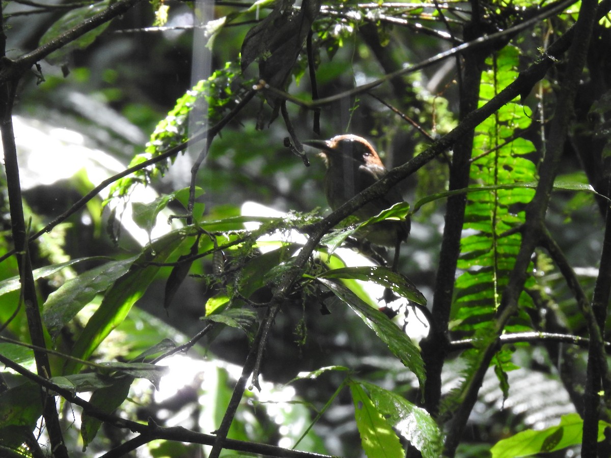dvergmotmot - ML637962555