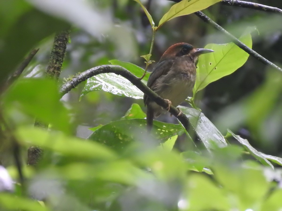 dvergmotmot - ML637962556