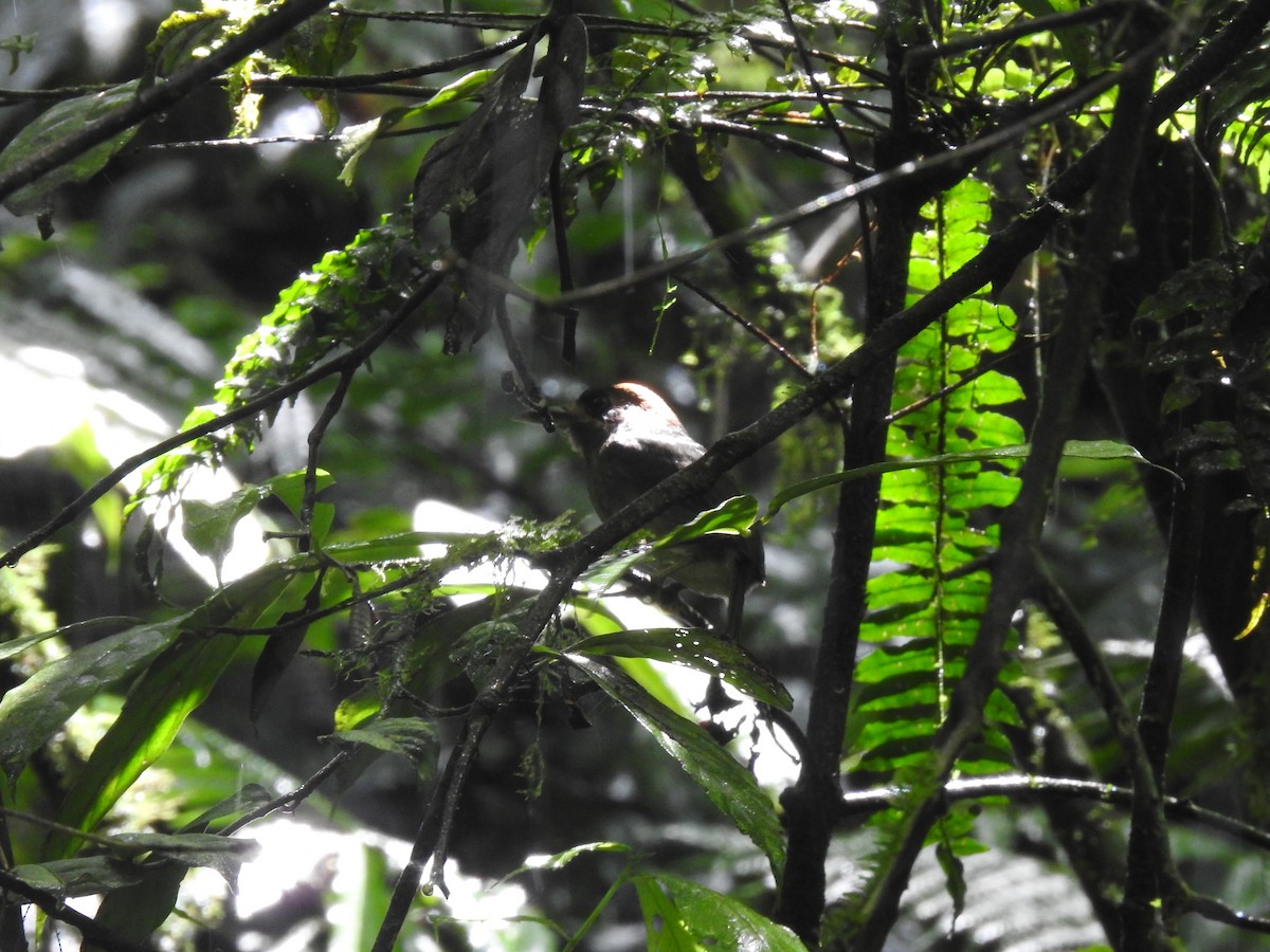 dvergmotmot - ML637962557