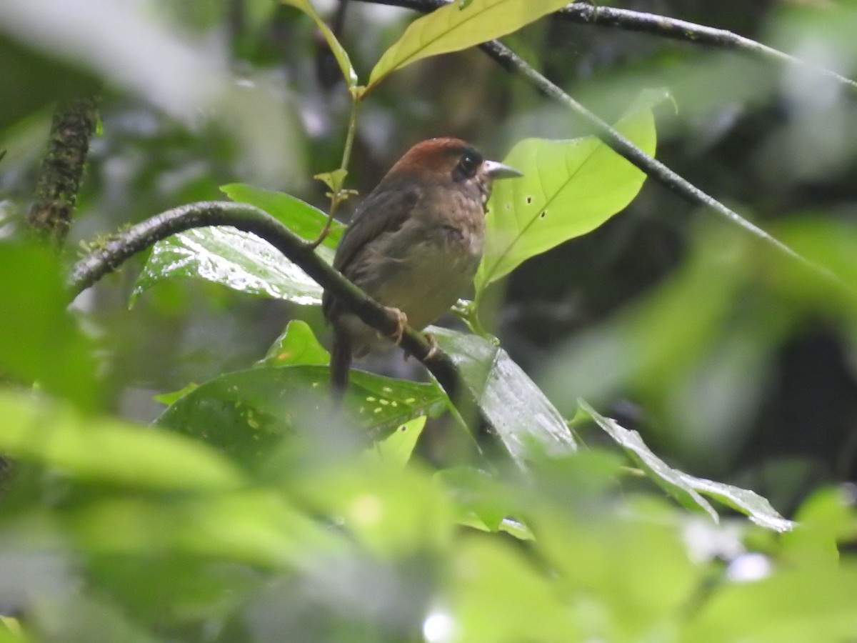 dvergmotmot - ML637962558