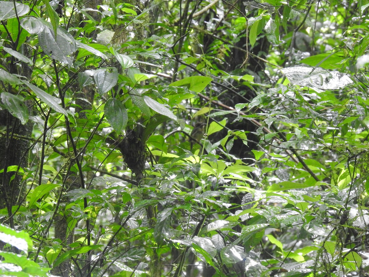 dvergmotmot - ML637962559