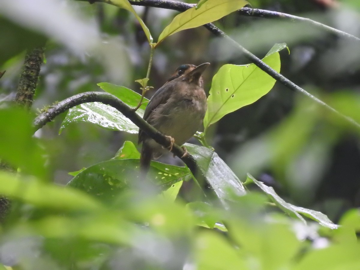 dvergmotmot - ML637962560