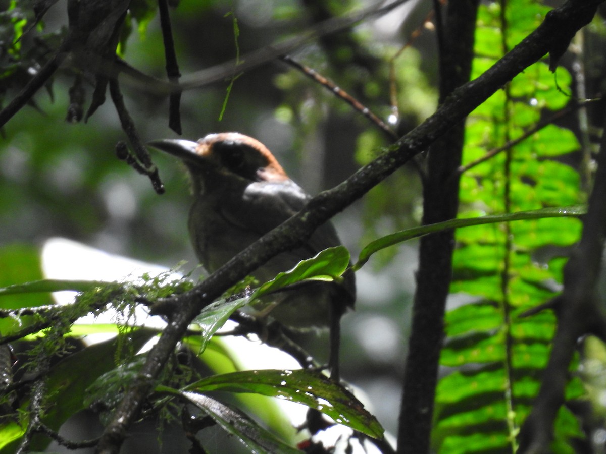 dvergmotmot - ML637962561