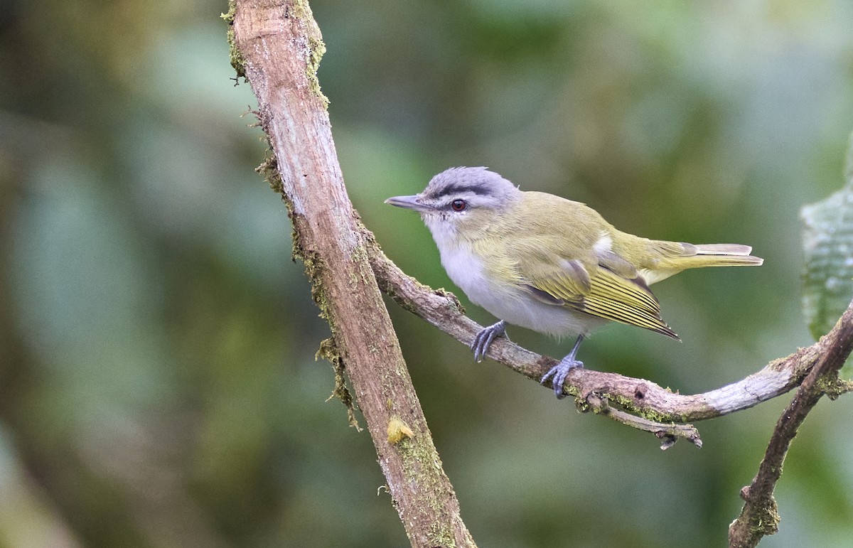 brunøyevireo - ML637962565