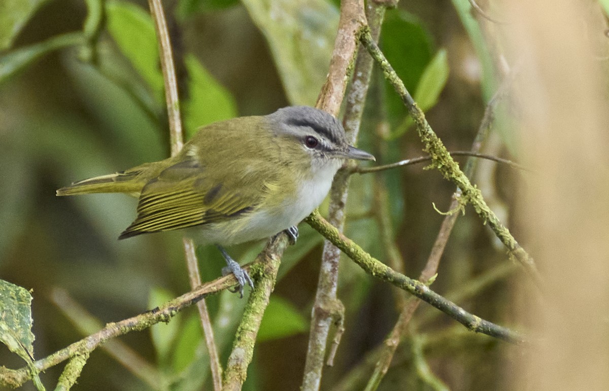 brunøyevireo - ML637962566