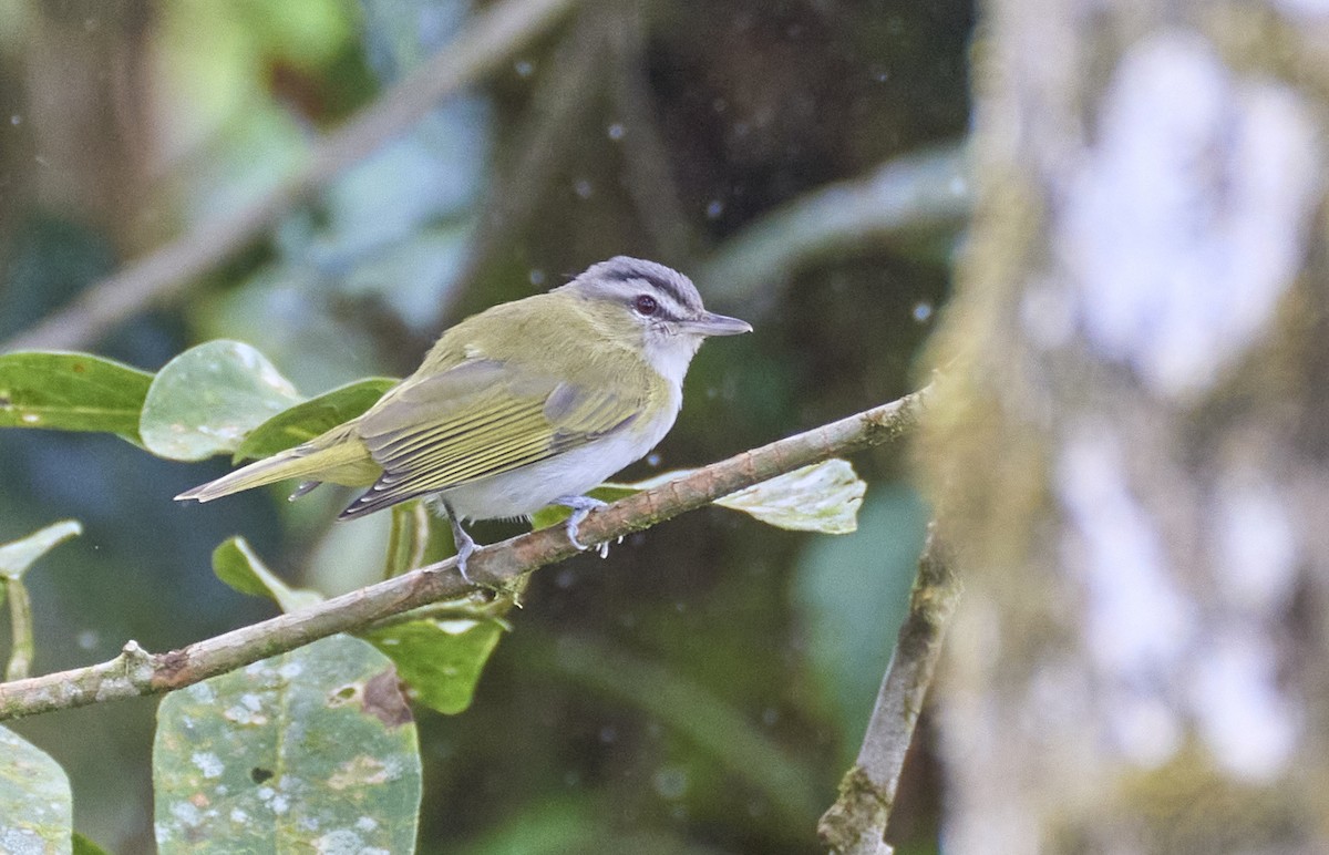 brunøyevireo - ML637962567