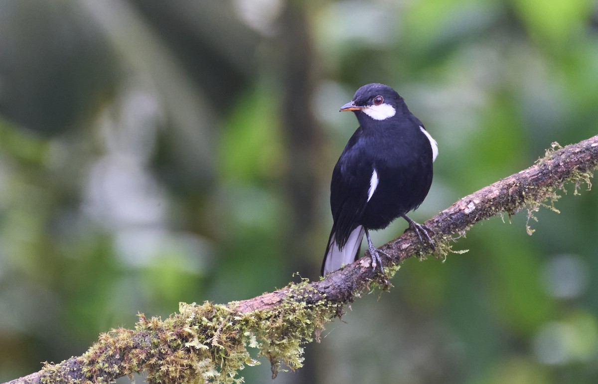 Black Solitaire - ML637962575