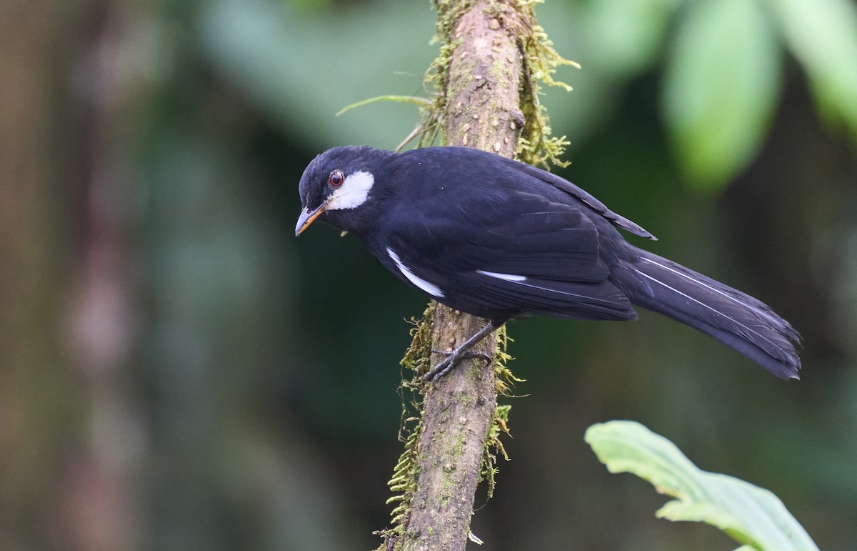 Black Solitaire - ML637962576