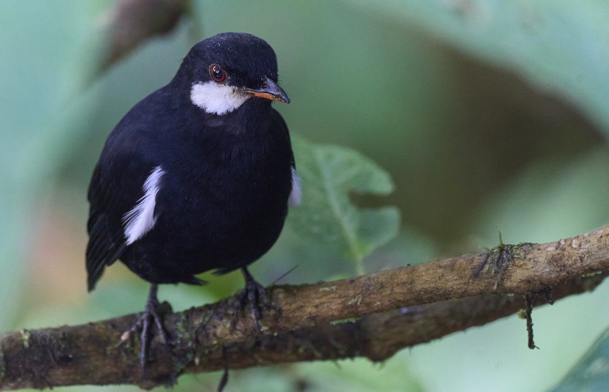 Black Solitaire - ML637962578