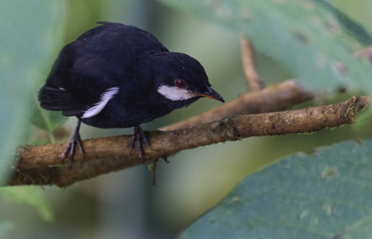 Black Solitaire - ML637962587