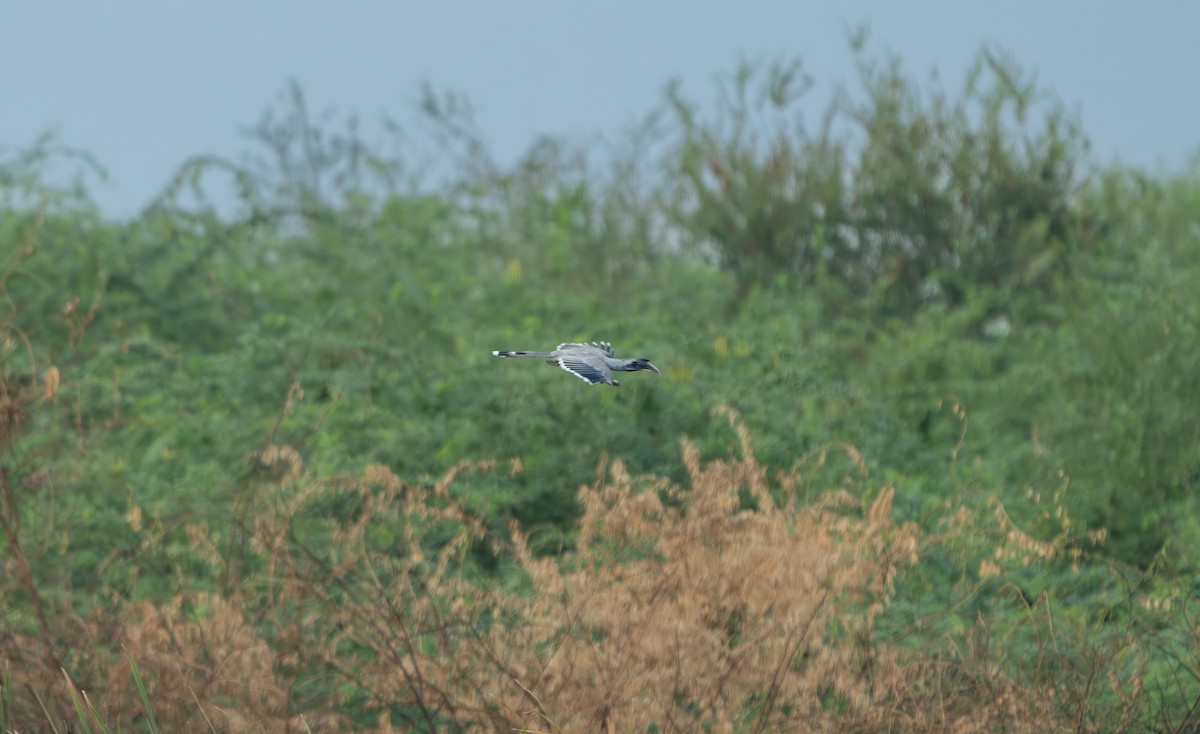 Indian Gray Hornbill - ML637962598