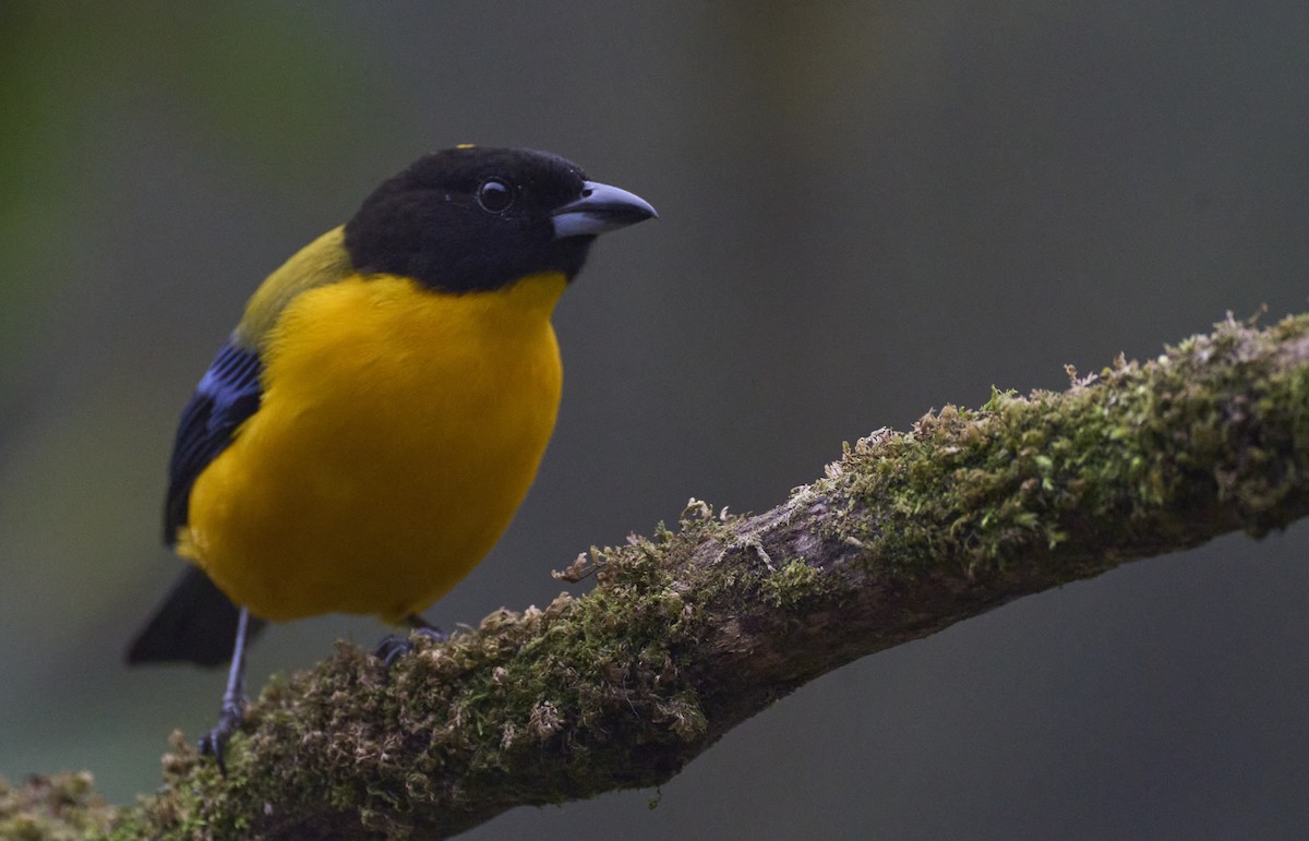 Black-chinned Mountain Tanager - ML637962633