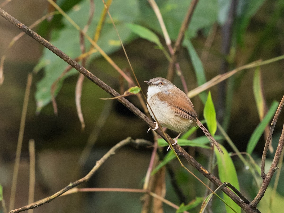Rufescent Prinia - ML637962667