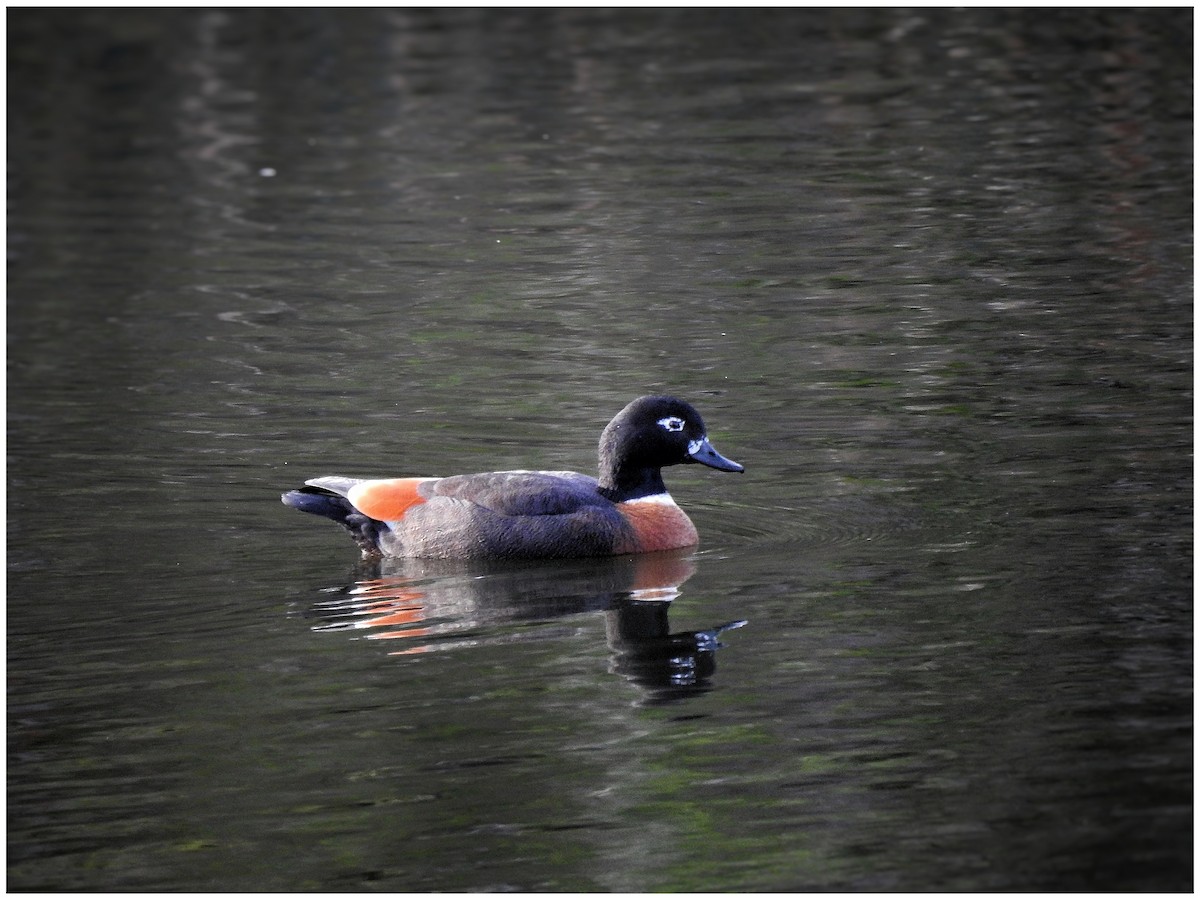 Australian Shelduck - ML637962692