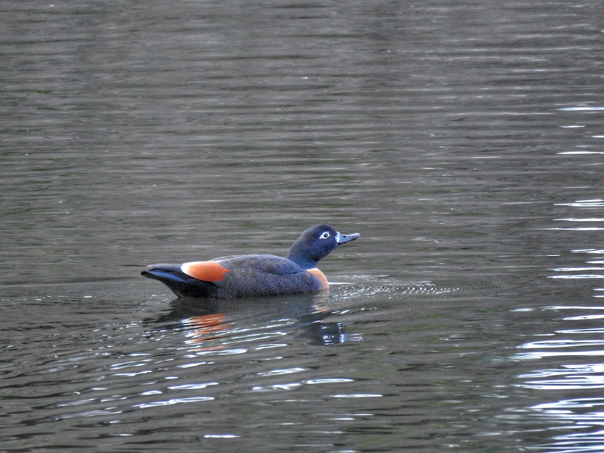 Australian Shelduck - ML637962693