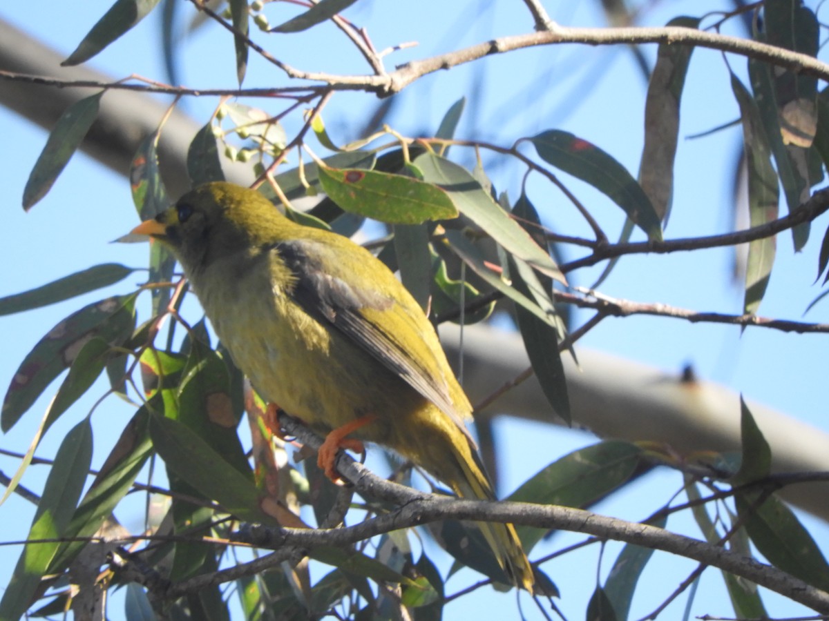 Bell Miner - ML637962708
