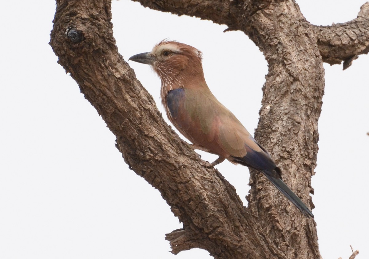 Purple Roller - ML637962713