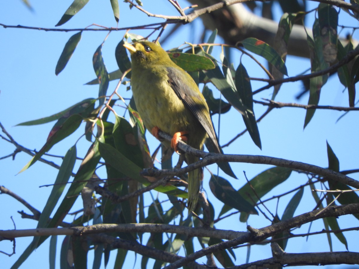 Bell Miner - ML637962768