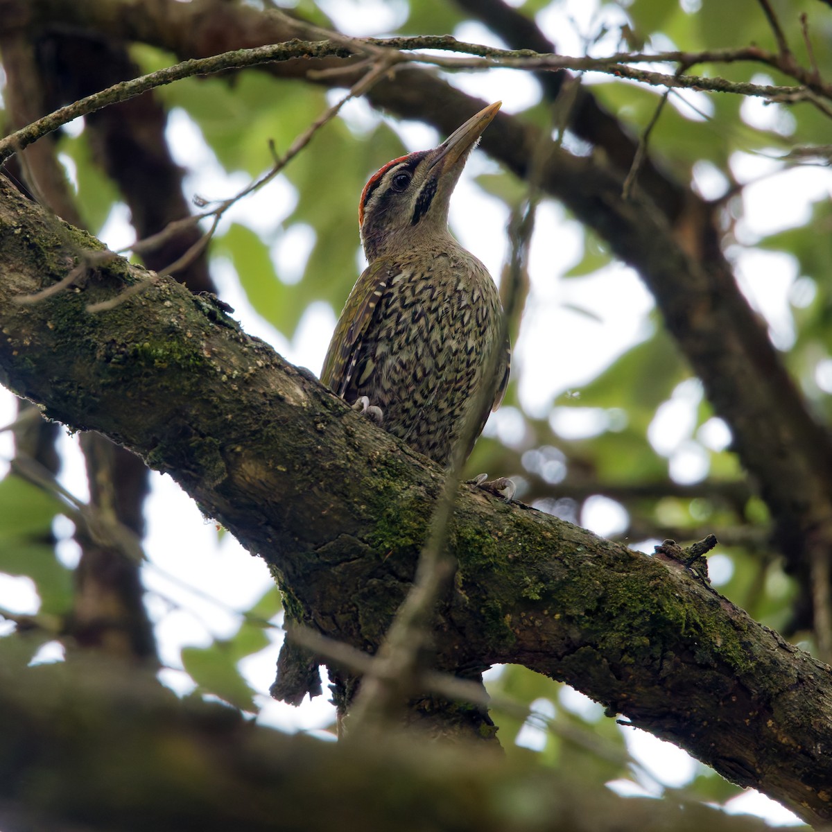 Scaly-bellied Woodpecker - ML637962772